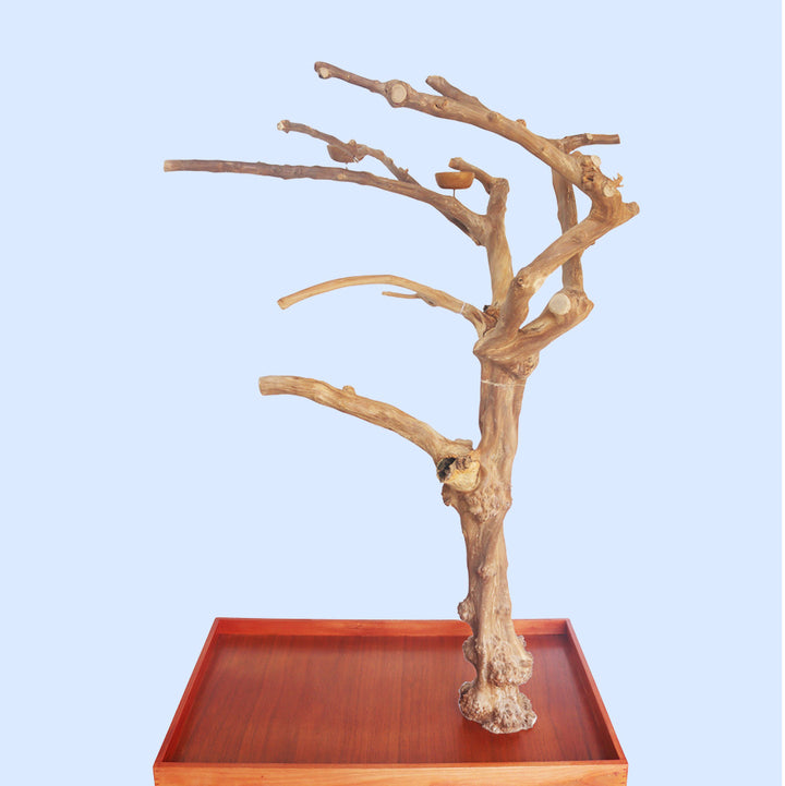 Squawk Shop Large Java Wood Parrot Playstand with 38" x 24" base and natural branches—ideal for climbing, perching, and enriching bird play.
