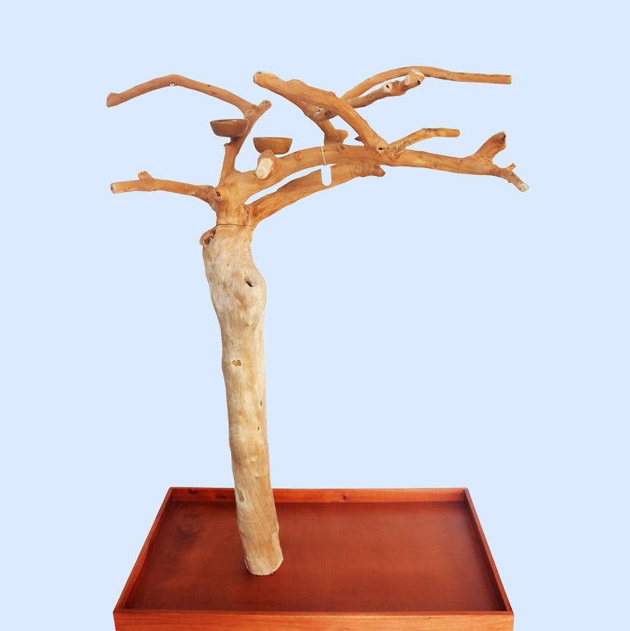 Squawk Shop Large Java Wood Parrot Playstand with 38" x 24" base and natural branches—ideal for climbing, perching, and enriching bird play.