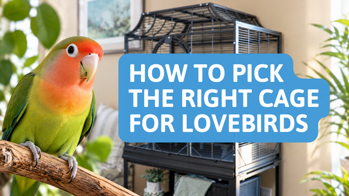 The Right Cage for Lovebirds: Exact Sizes, Bar Spacing, and Setup Mistakes
