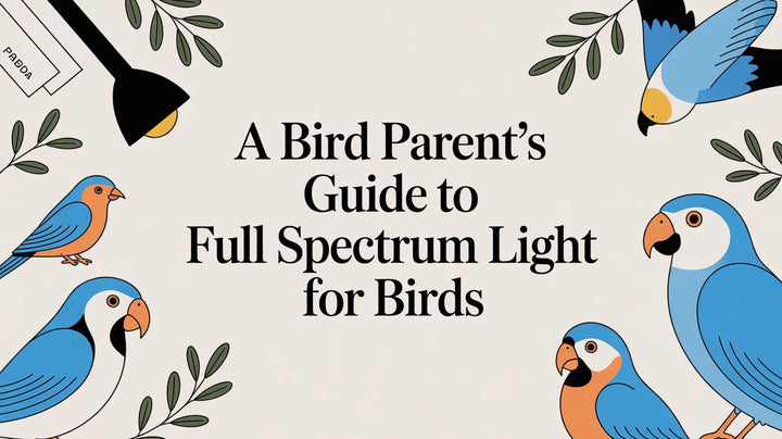 A Bird Parent's Guide to Full Spectrum Light for Birds
