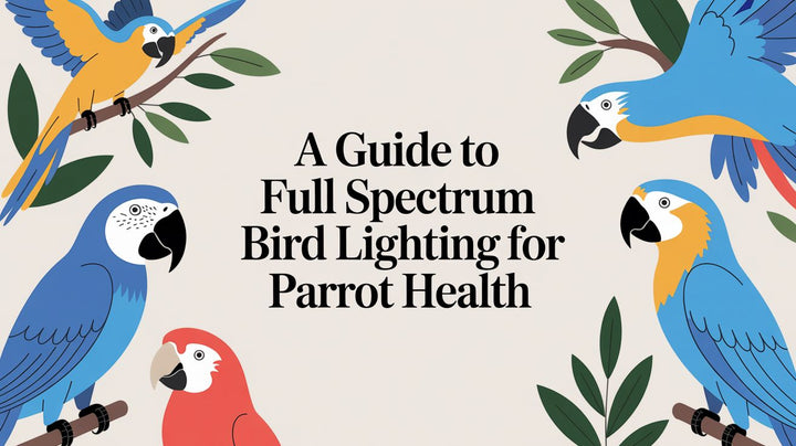 A Guide to Full Spectrum Bird Lighting for Parrot Health