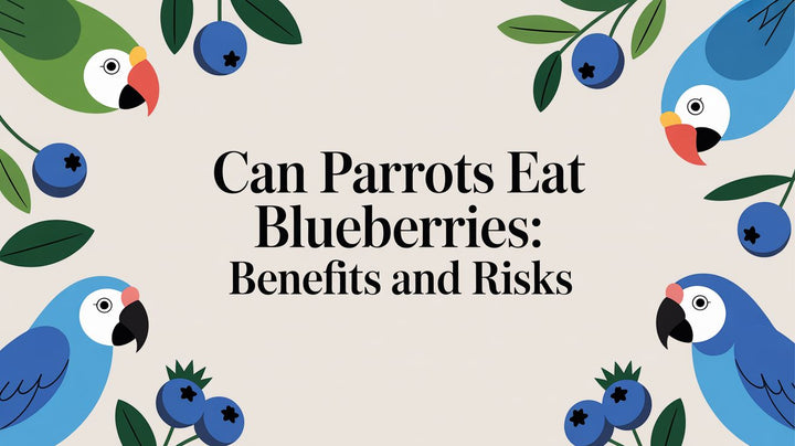 Can Parrots Eat Blueberries: Benefits And Risks