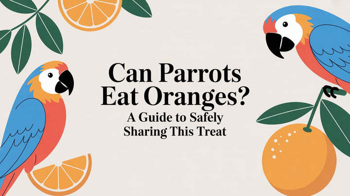 Can Parrots Eat Oranges? A Guide to Safely Sharing This Sunny Treat