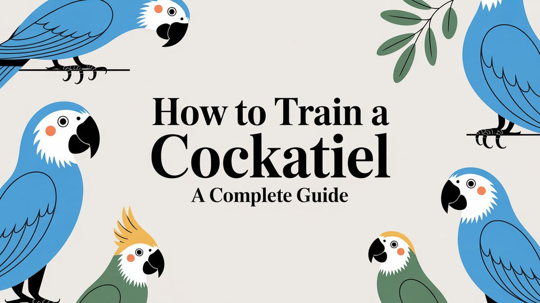 How to Train Your Cockatiel: The Ultimate Guide for 2026