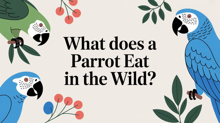 What Does a Parrot Eat in the Wild?