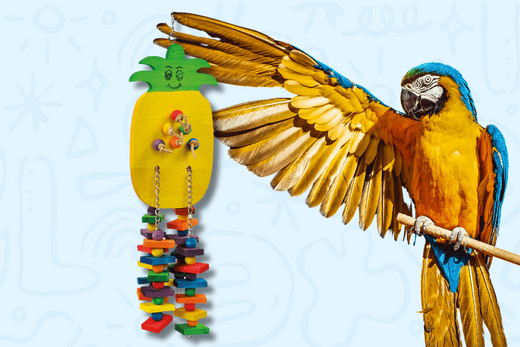 Why Bird Toys Are Key to Your Parrot's Well-Being