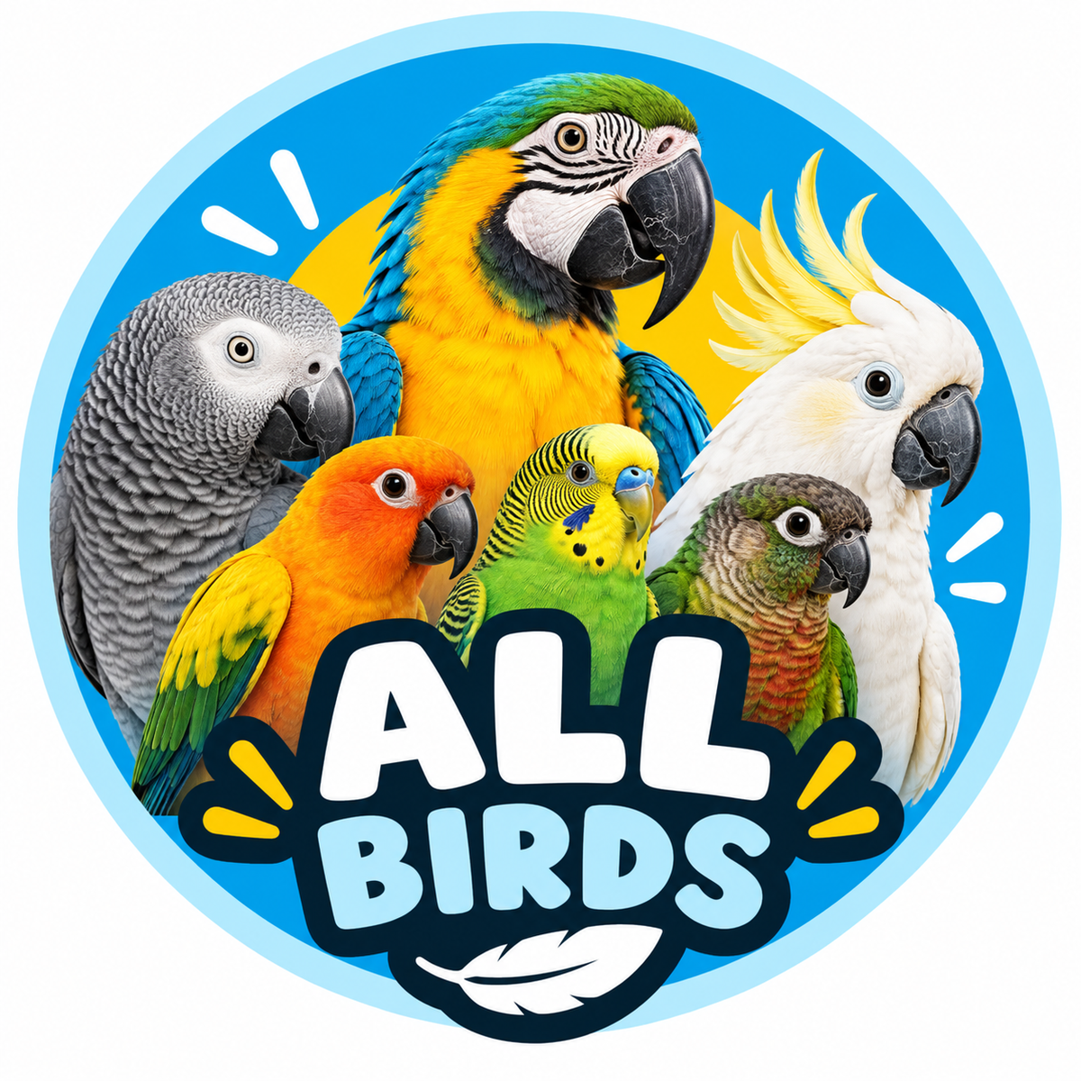 All Birds