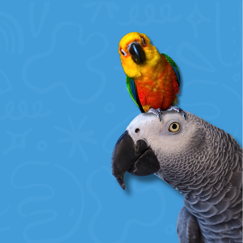 Two parrots, one colorful and one gray, on a blue background with abstract patterns.