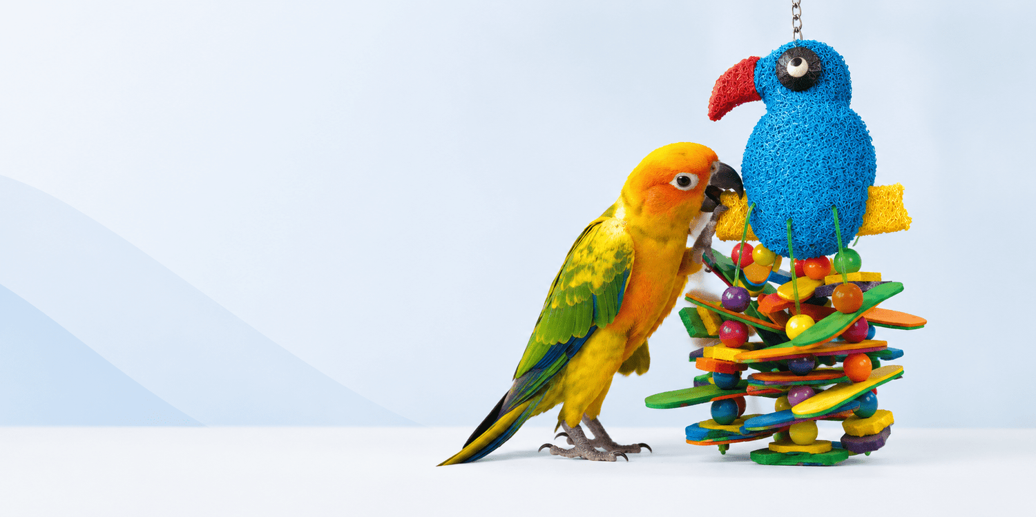 Conure Supplies