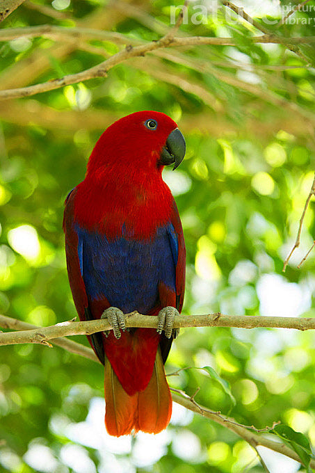 Red parrot perched on a branch with a blurred green foliage background