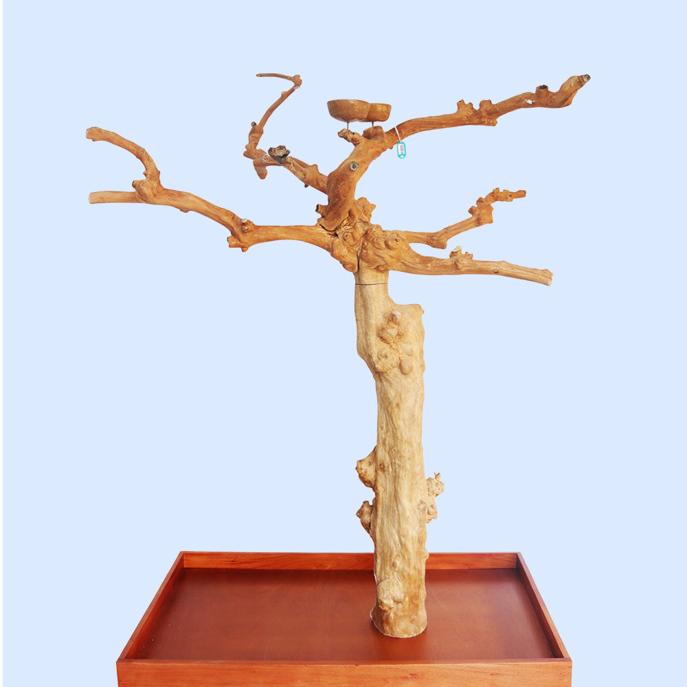 Large Java Tree Play Stand 13