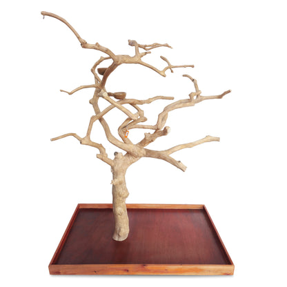 Large Java Tree Stand for Parrots (Pick Your Exact Tree)