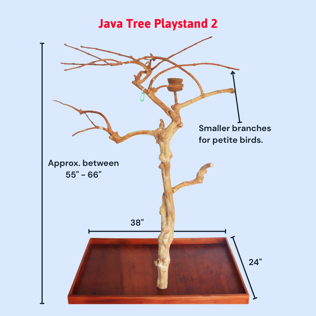 Squawk Shop Java Wood Parrot Play Stand with a 38" x 24" base, featuring natural branches and a feeding bowl—perfect for small to medium-sized birds to perch, climb, and play.