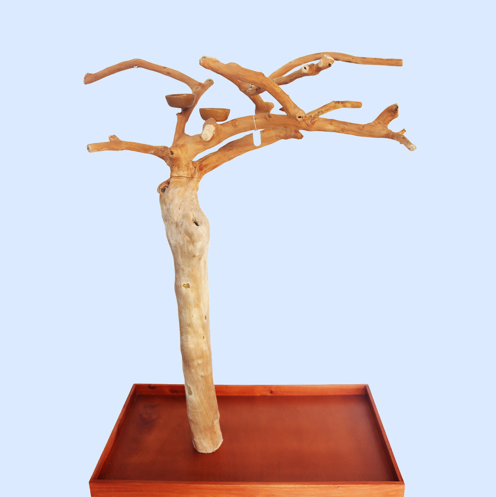 Squawk Shop Large Java Wood Parrot Playstand with 38" x 24" base and natural branches—ideal for climbing, perching, and enriching bird play.