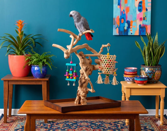 Vibrant-Teal-Living-Room-with-African-Grey-Parrot-on-Large-Java-Wood-Floor-Stand