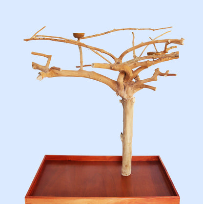 Squawk Shop natural java wood bird playstand with multi-branch perches, feeder cup, and red wooden catch tray
