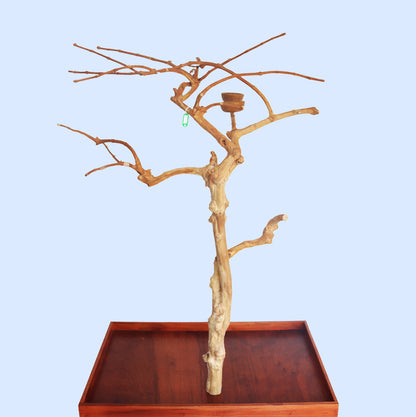 Squawk Shop Java Wood Parrot Play Stand with a 38" x 24" base, featuring natural branches and a feeding bowl—perfect for small to medium-sized birds to perch, climb, and play.