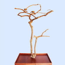 Squawk Shop Java Tree B4146