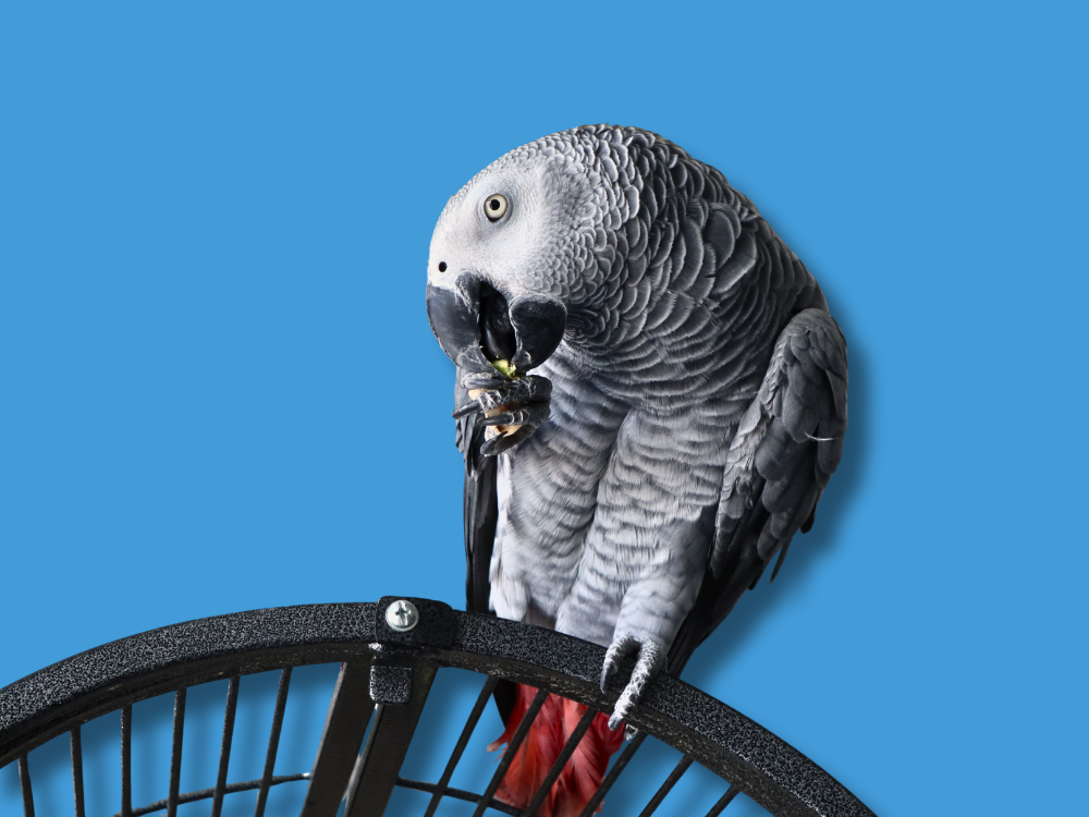 Gray parrot perched on a black metal object against a blue background
