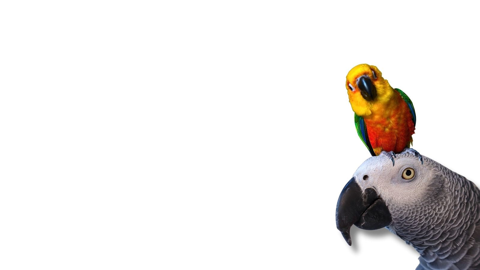 Two parrots, one colorful and one gray, on a white background