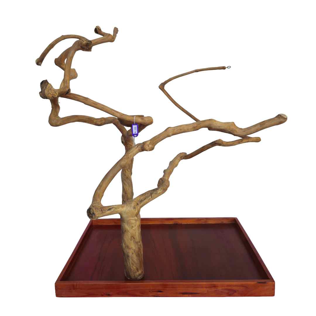 Natural java wood parrot tree table stand with unique climbing branches and sturdy base – Tree ID A153