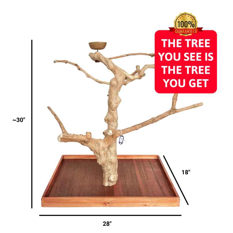 Java Tree Bird Stands – Squawk Shop