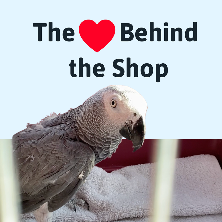 Gray parrot inside a cage with text 'The Heart Behind the Shop' on a light blue background