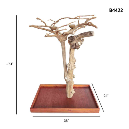 Squawk Shop Java Tree B4422