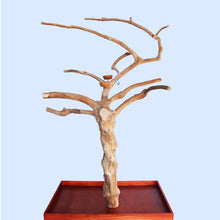 Squawk Shop Java Tree B6200