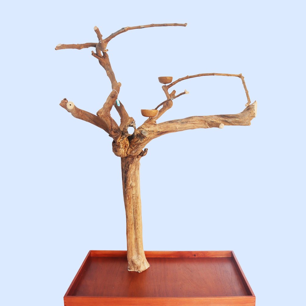 Squawk Shop's large, handcrafted wooden play stand resembling a tree with multiple branches, placed on a wooden platform against a blue background.