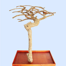 Squawk Shop Java Tree B4163