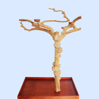 Squawk Shop large, handcrafted wooden play stand resembling a tree with multiple branches, placed on a wooden platform.
