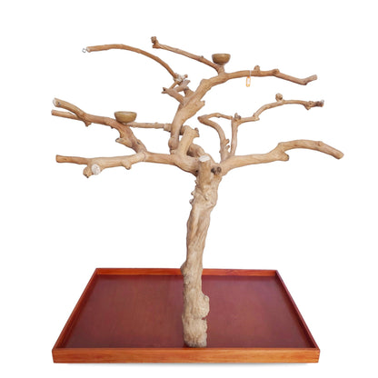 Large Java Tree Stand for Parrots (Pick Your Exact Tree)