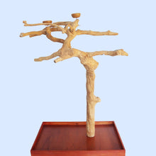 Squawk Shop Java Tree B6166