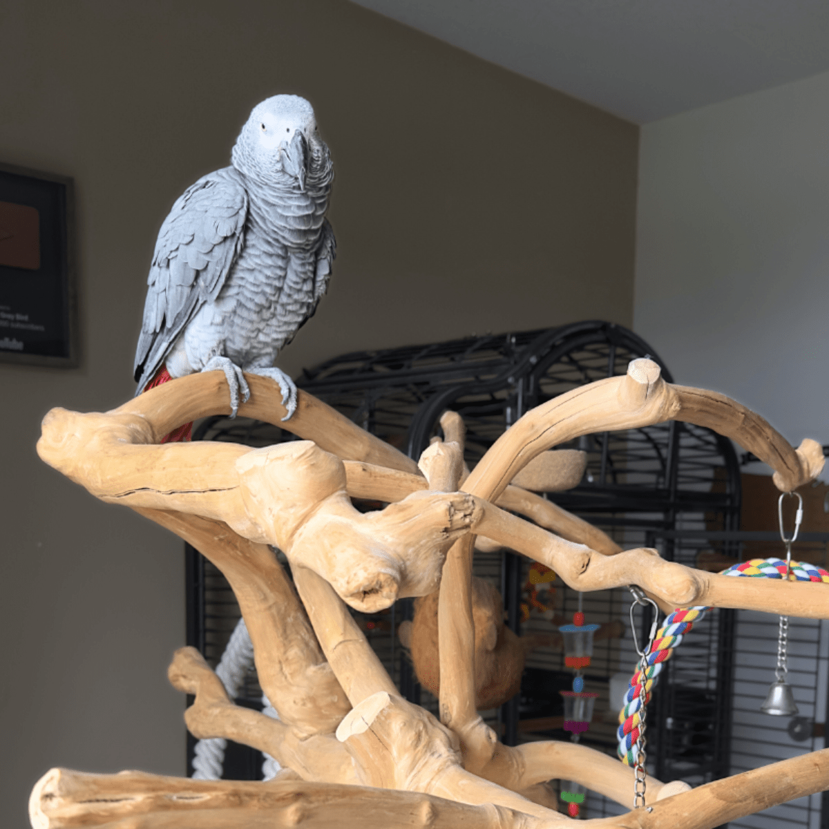 Gray parrot perched on a wooden branch structure in an indoor setting