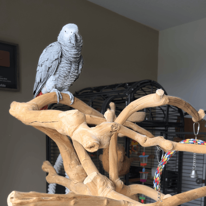 Gray parrot perched on a wooden branch structure in an indoor setting