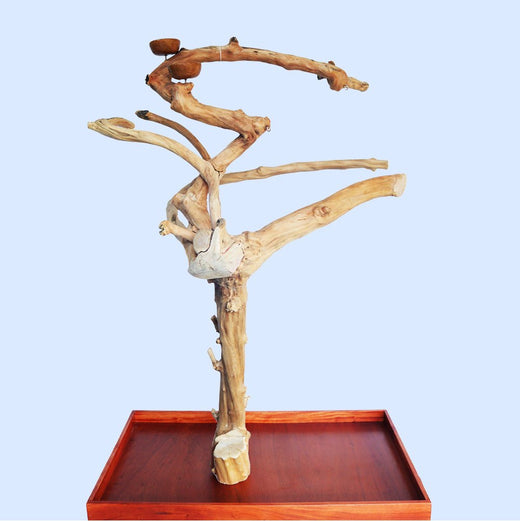 Squawk Shop Java Tree B6203