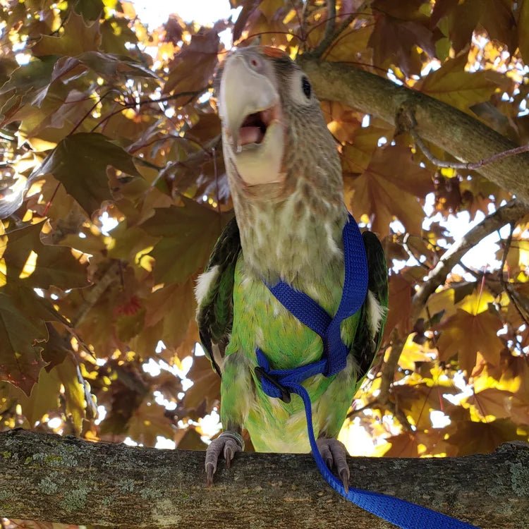 Parrot with a blue harness perched on a branch with autumn leaves in the background